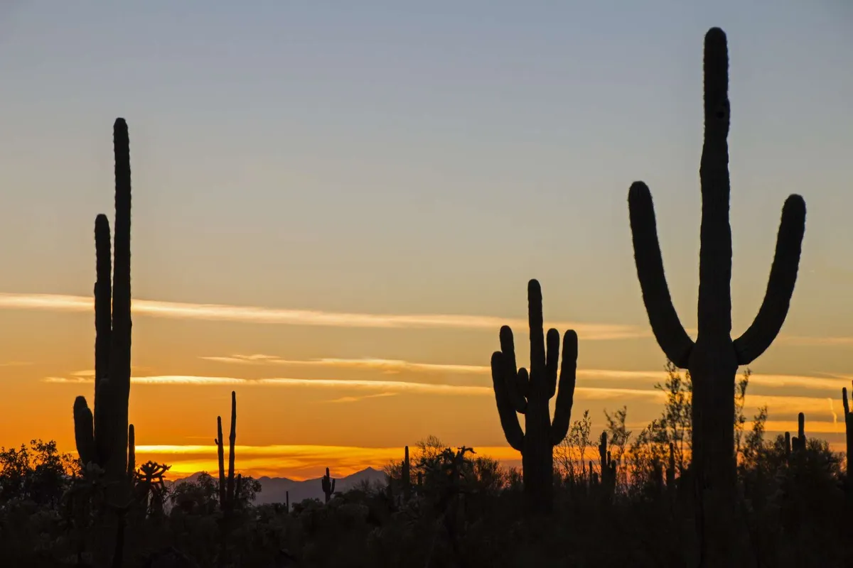 A breathtaking view of silhouetted cacti set against a colorful sunset sky, with the vast desert landscape stretching into the distance. The serene mood evokes the beauty of Arizona’s outdoors and endless possibilities for exploration.